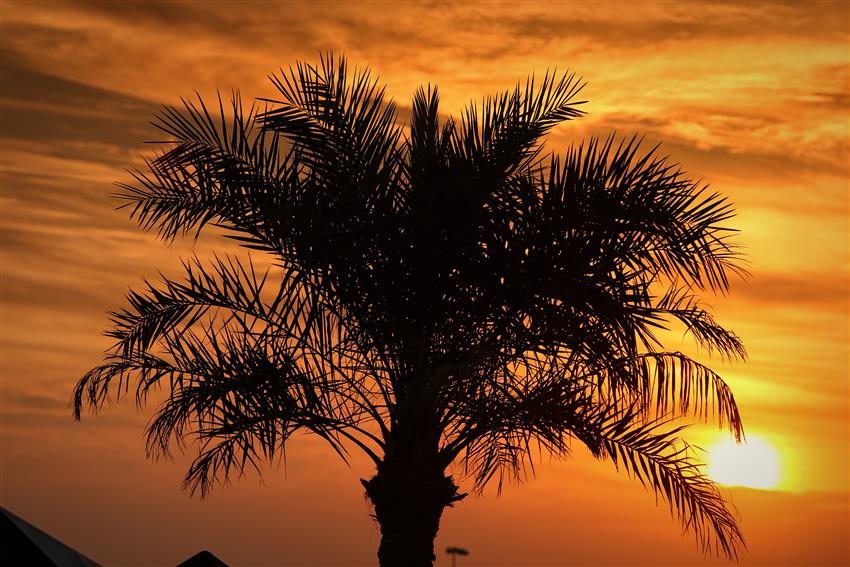 palm tree sunset